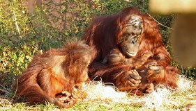 Baby Orangutan Wish List