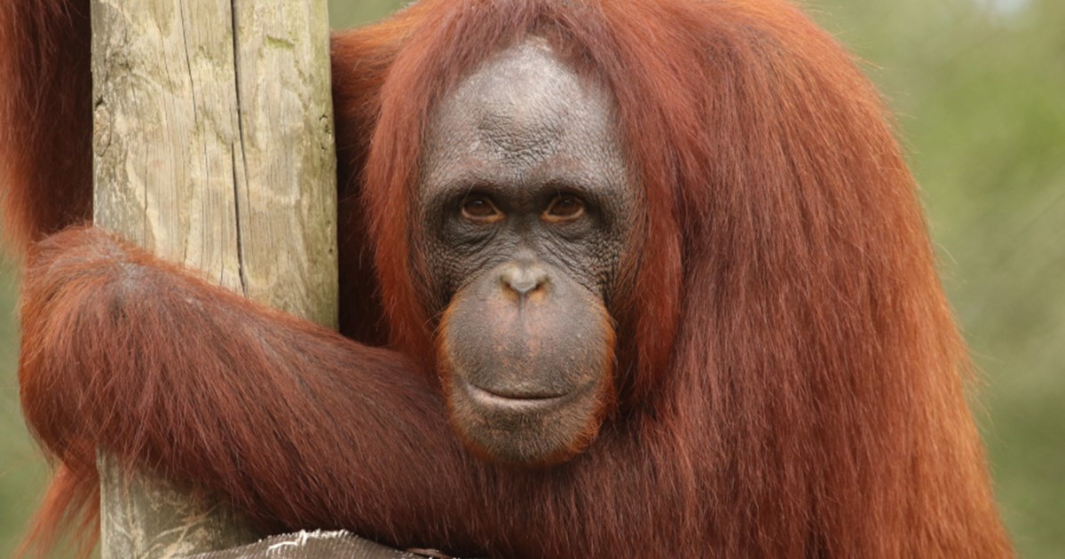 Orangutan