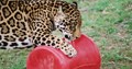 Jaguar with Spool