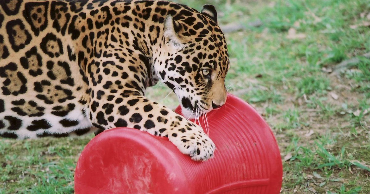 Jaguar with Spool
