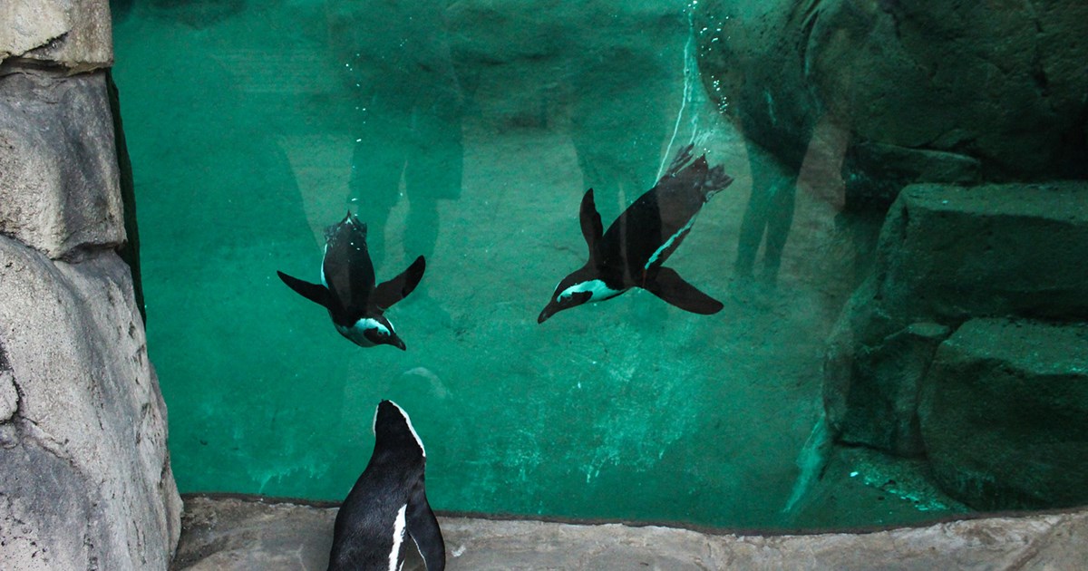 African Penguins