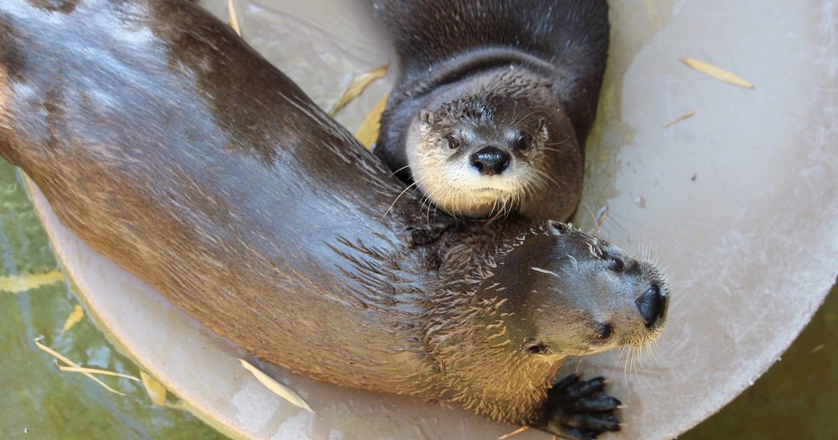 Otter Playtime