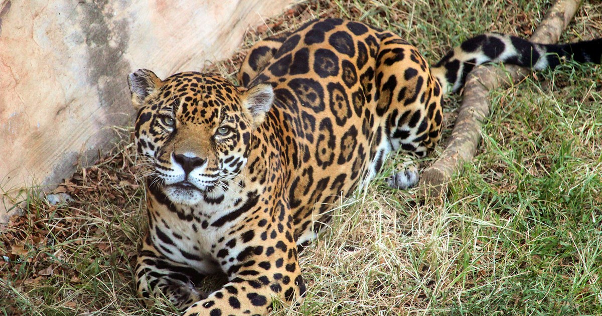 Jaguar