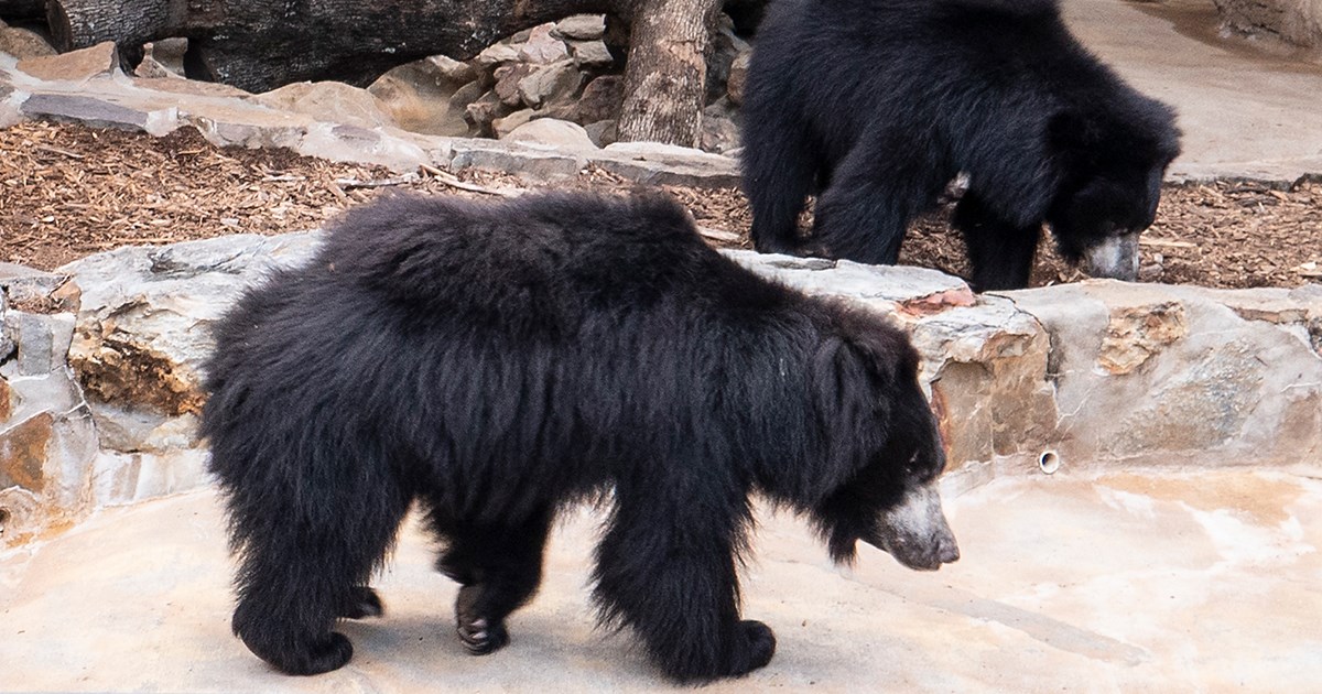 Sloth Bear