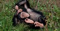 Kendi the Chimpanzee