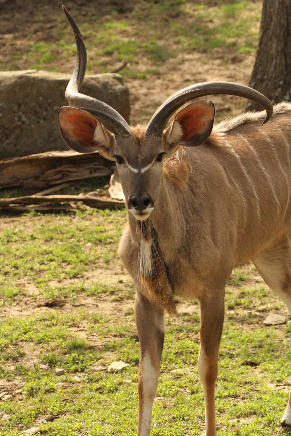 Antelopes | Little Rock Zoo Antelopes | Little Rock Zoo