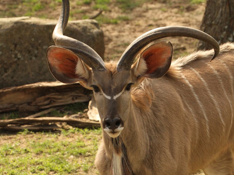 Antelopes | Little Rock Zoo