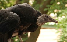 International Vulture Awareness Day 2024