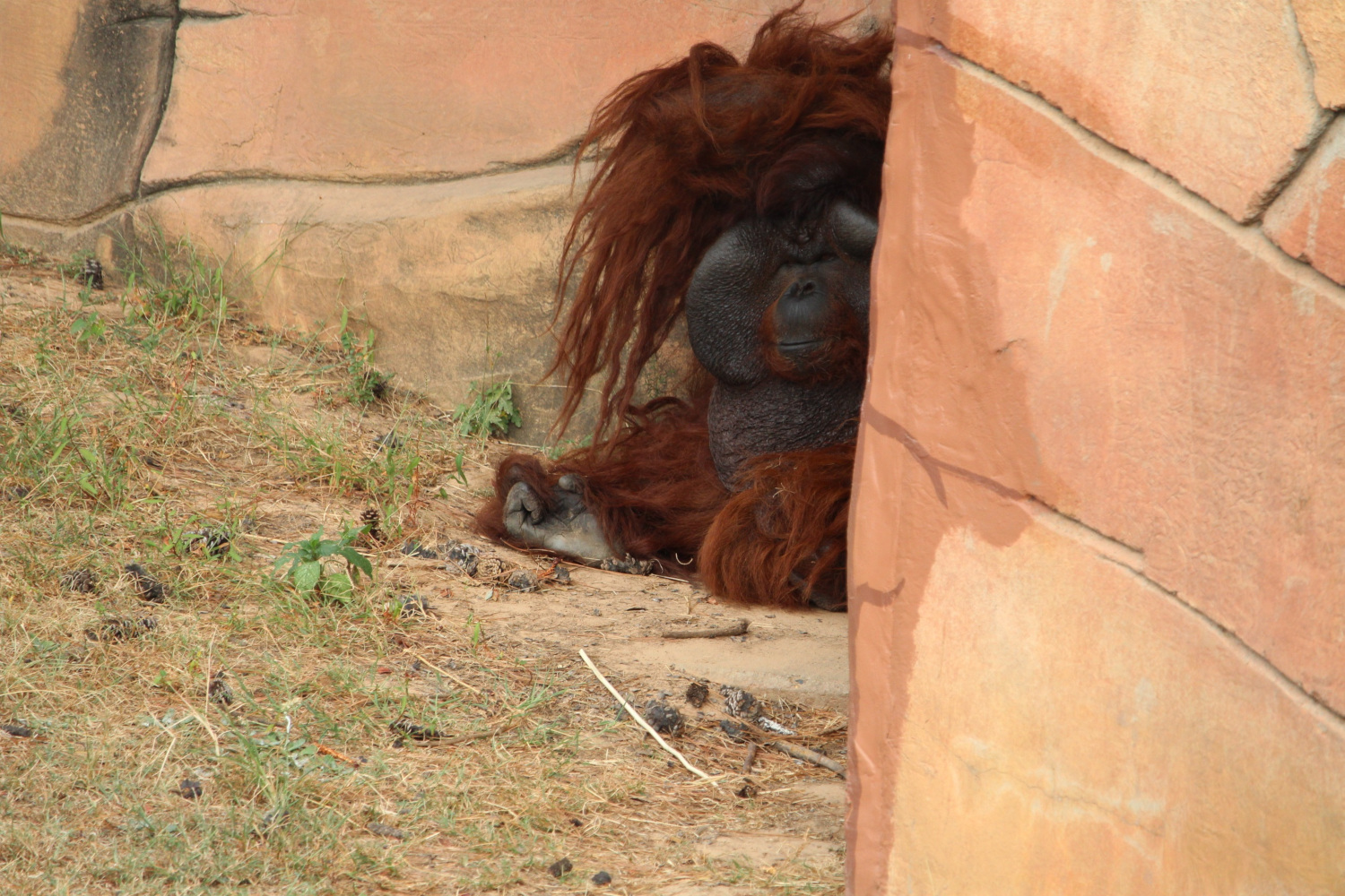Great Apes  Little Rock Zoo