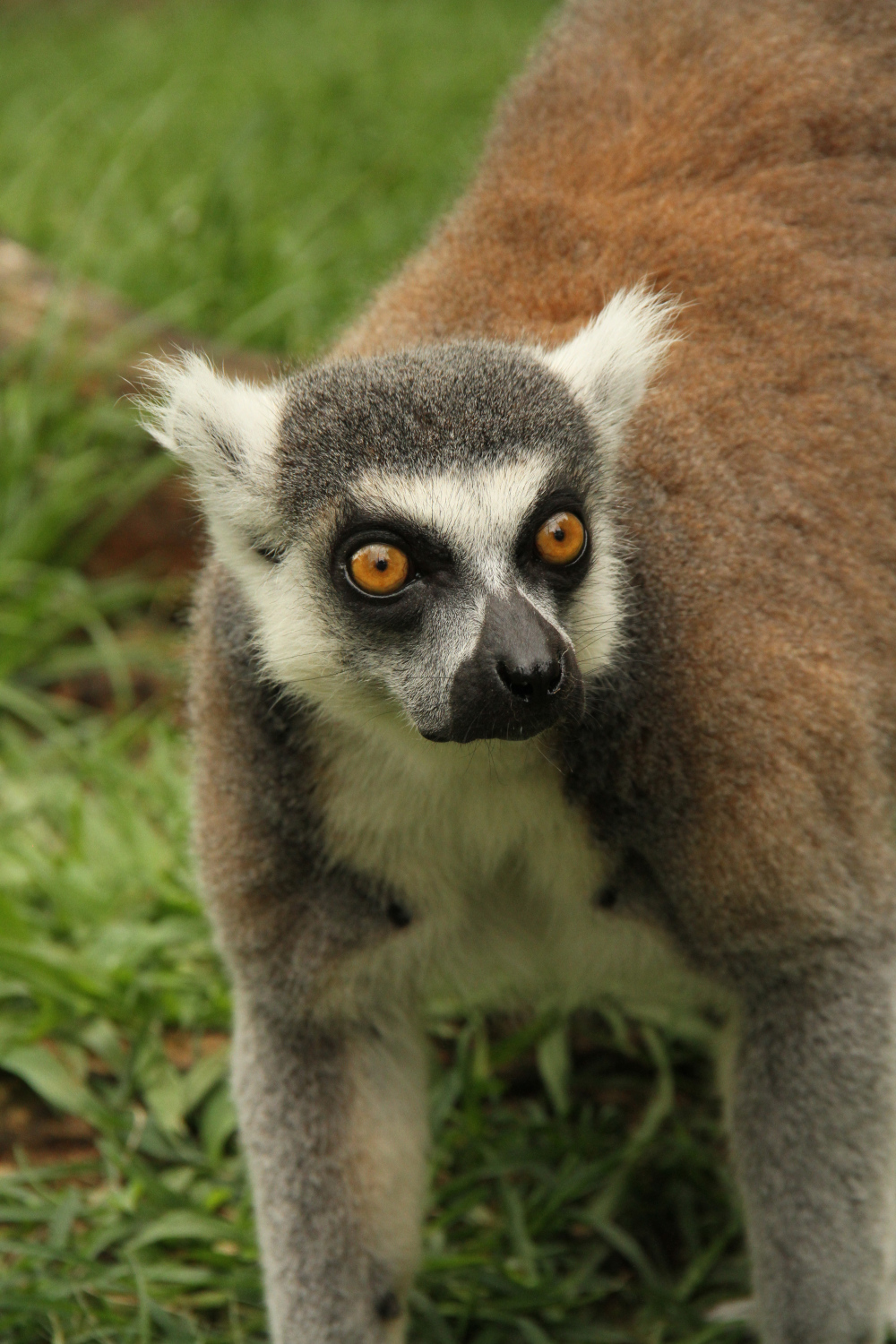 linus the lemur