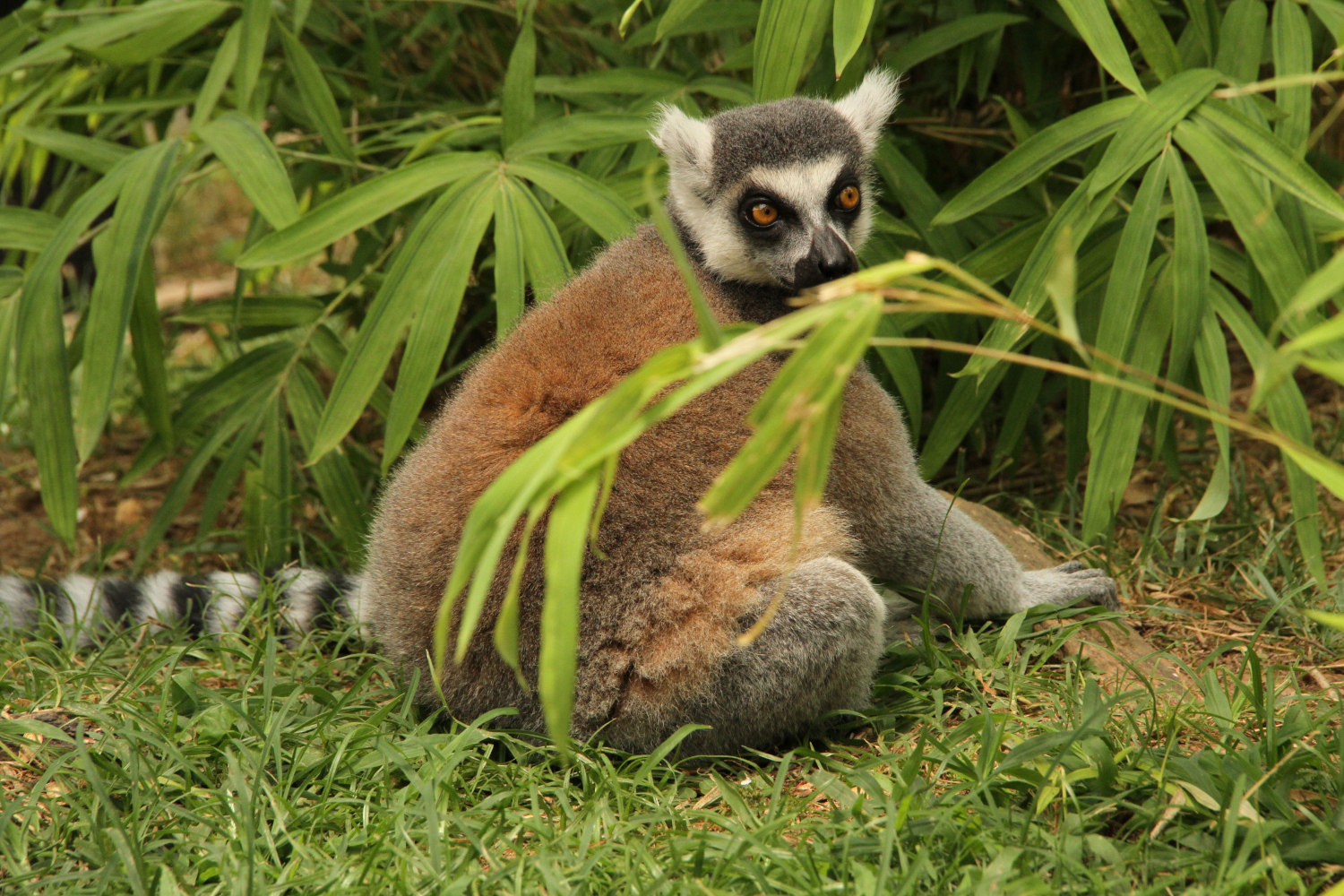 linus the lemur