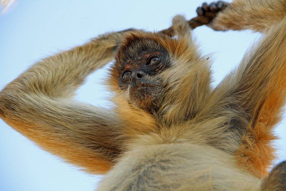 Rainforest Monkeys of Ecuador - Capuchins, Howlers and Spider Monkeys