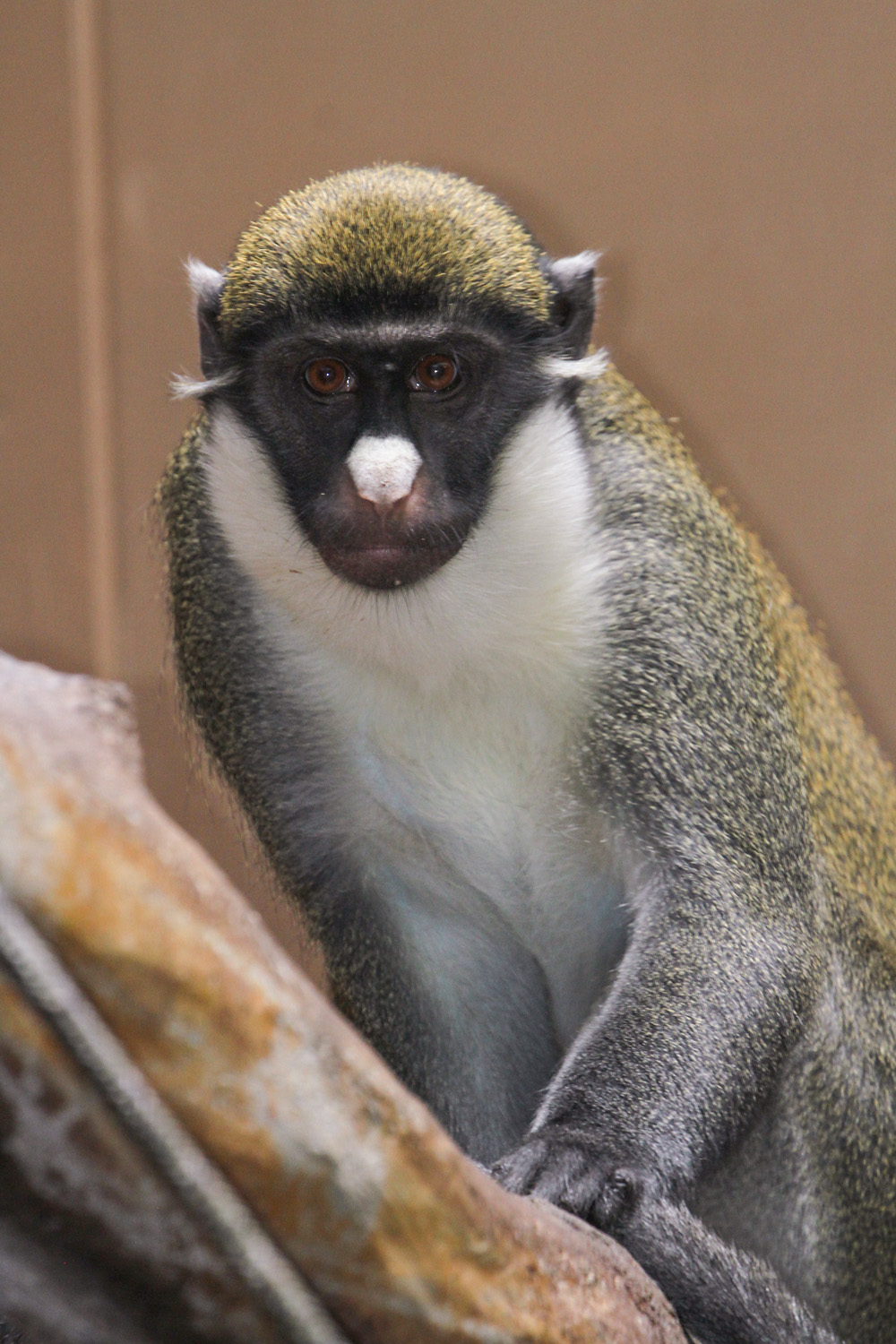 Little Rock Zoo announces two new baby monkeys