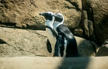 African Penguin Awareness Day 2022