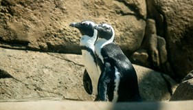 African Penguin Awareness Day 2022
