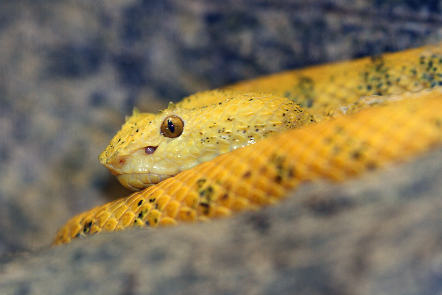 Green Bush Viper - Facts, Diet, Habitat & Pictures on