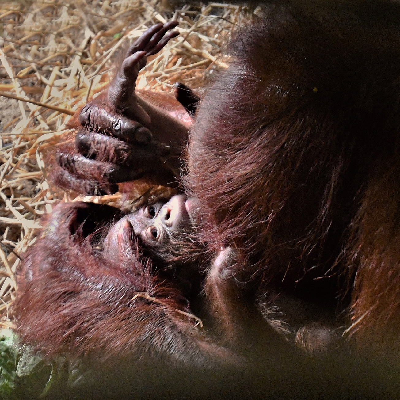 Little Rock Zoo announces two new baby monkeys