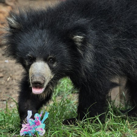 Image result for zaara the bear