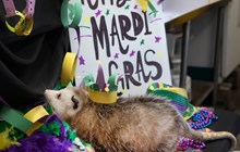 Mardi Gras Celebration 2023- Hosted by Generation Zoo