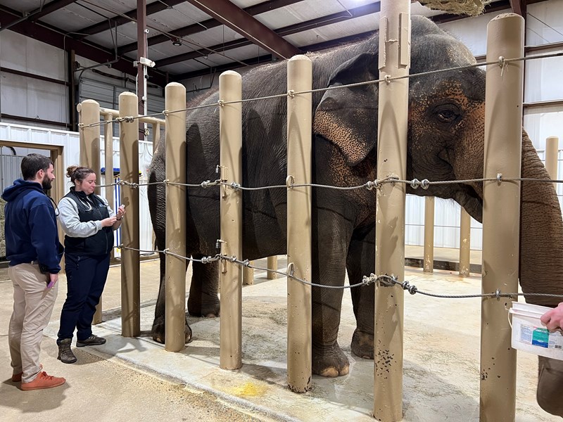 Little Rock Zoo Elephant Health Check