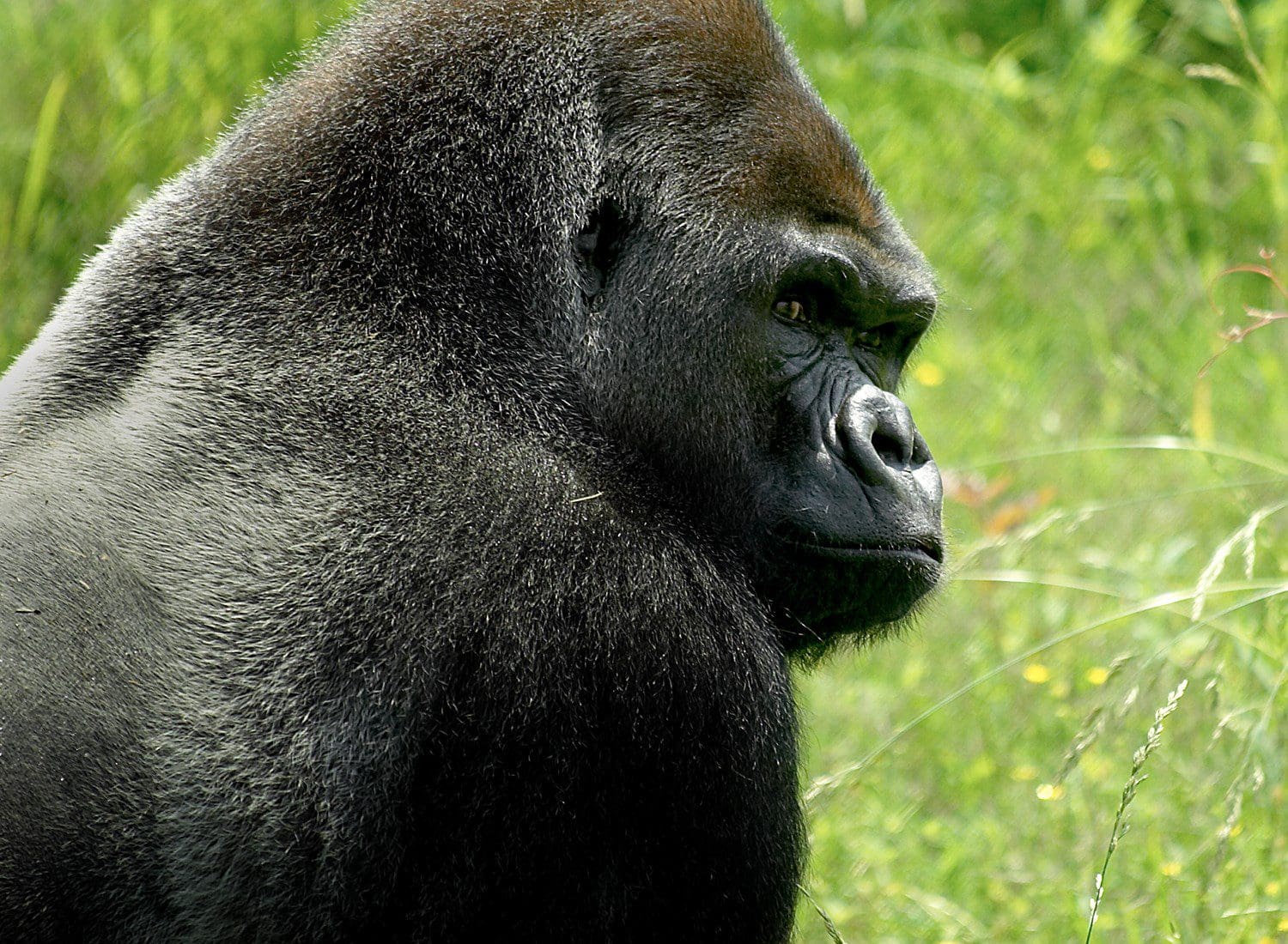 Silverback Gorilla