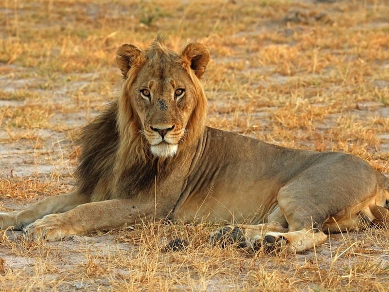 Lion Legal Sponsorship July 2025