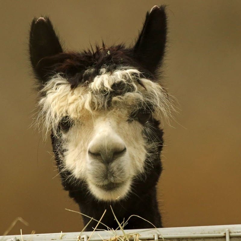 Alpaca