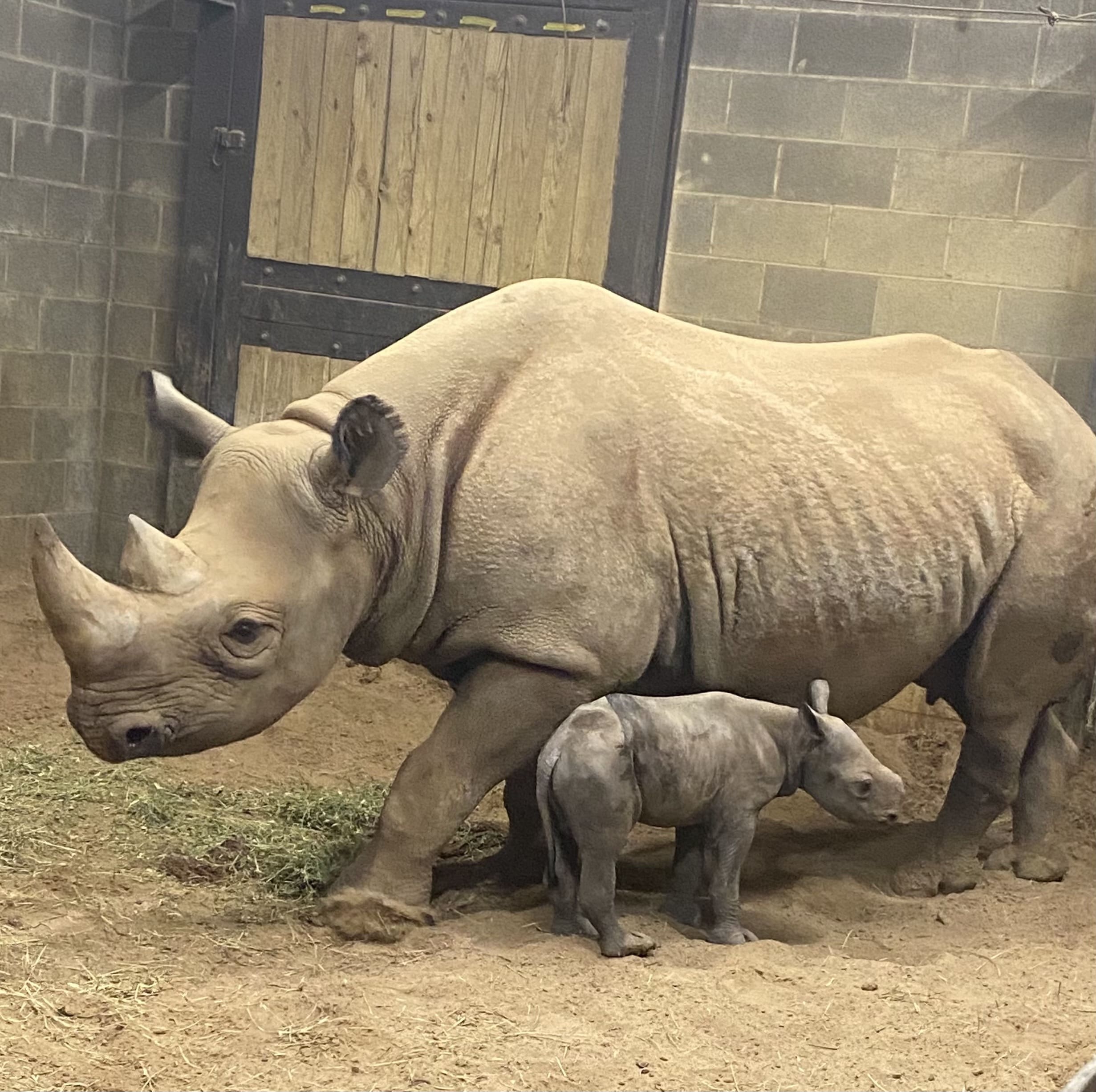 Baby Rhino and Mom