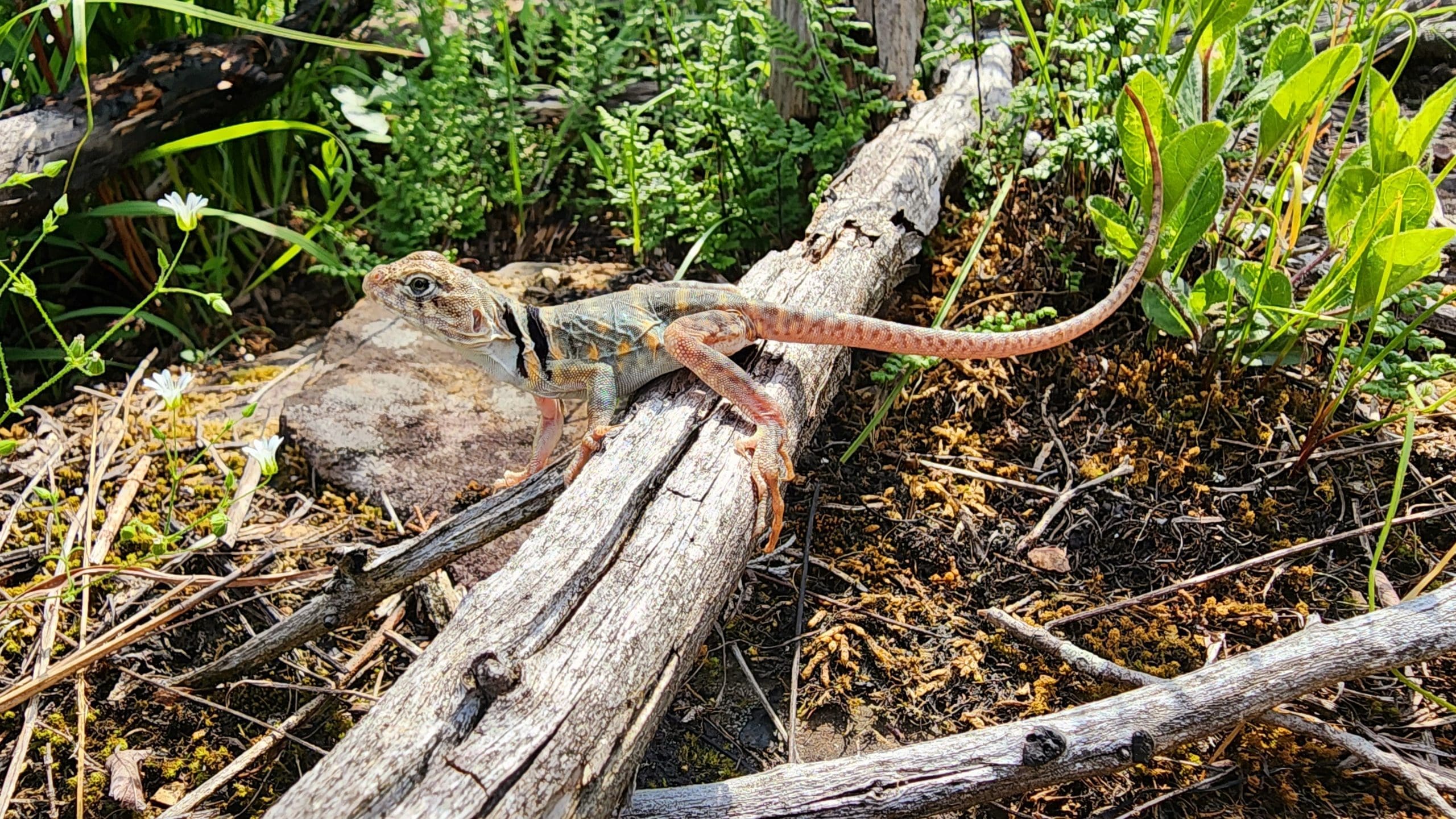 collard-lizard-release