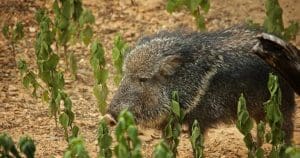 Peccary