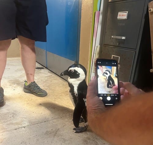 Penguin Behind the Scenes