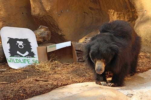 Sloth Bear on World Sloth Bear Day 2023