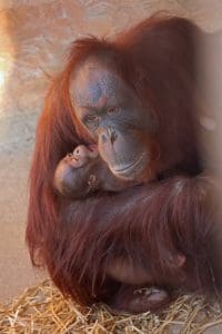Baby Orangutan