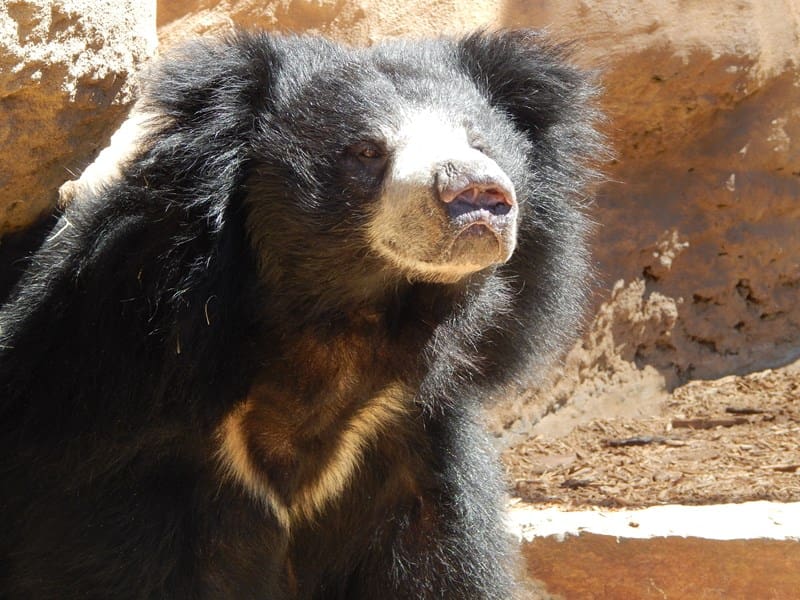 Penguin Behind the Scenes