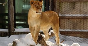 lioness-in-snow