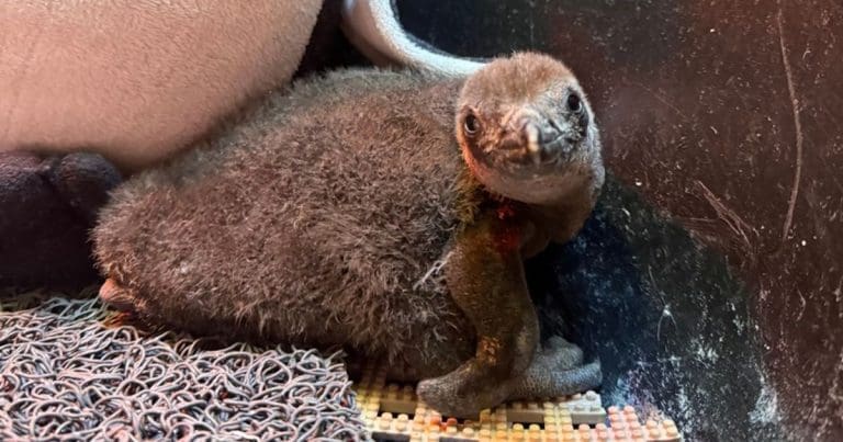 2024 Penguin Chick