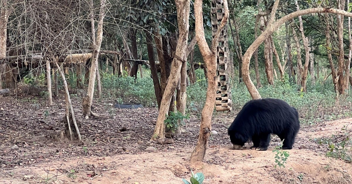 Wildlife SOS Sloth Bear