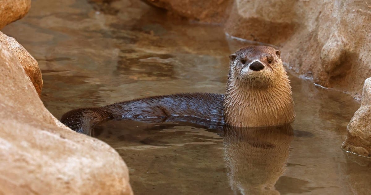 Lion Legal Sponsorship July 2025