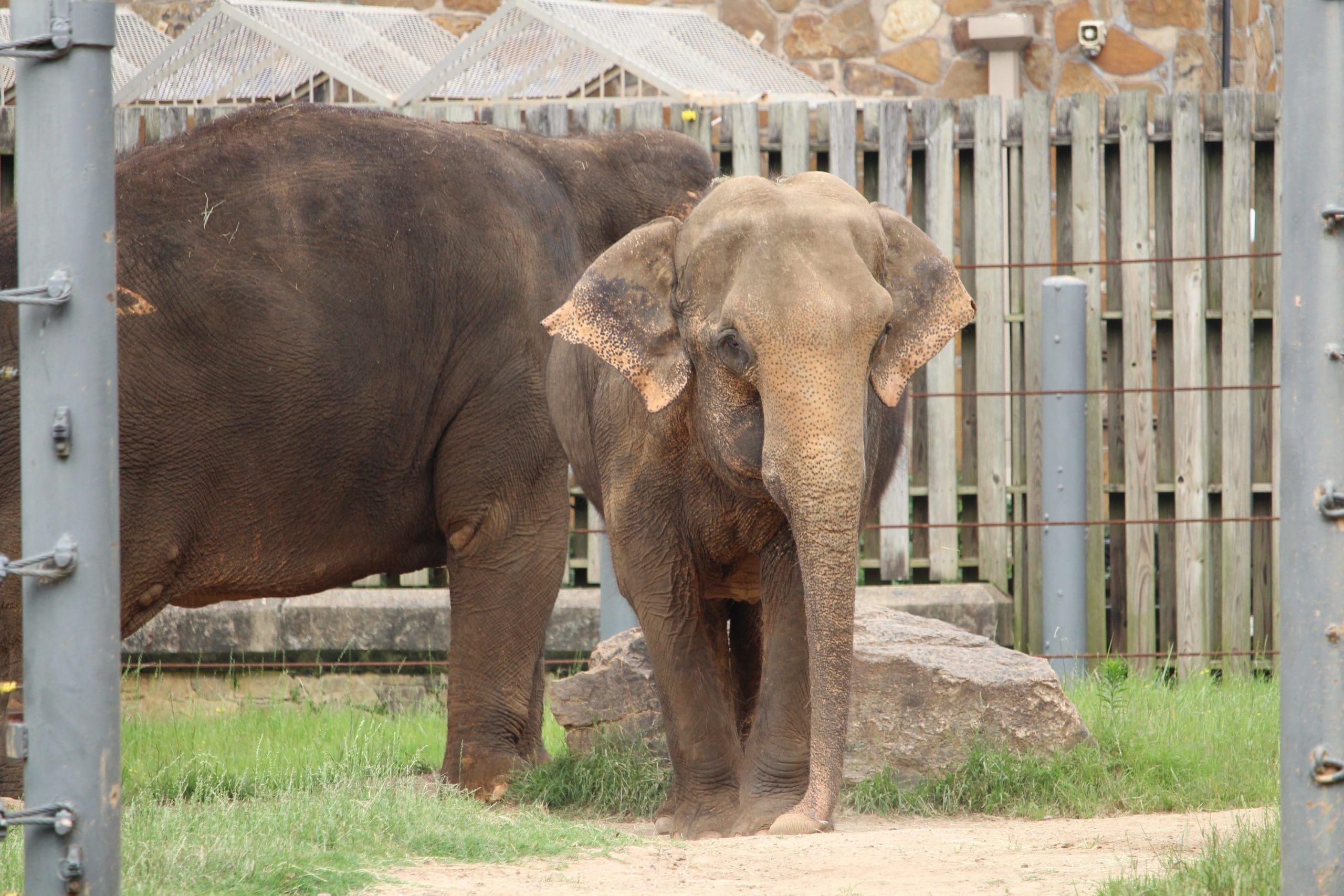 Keeper with Elephant