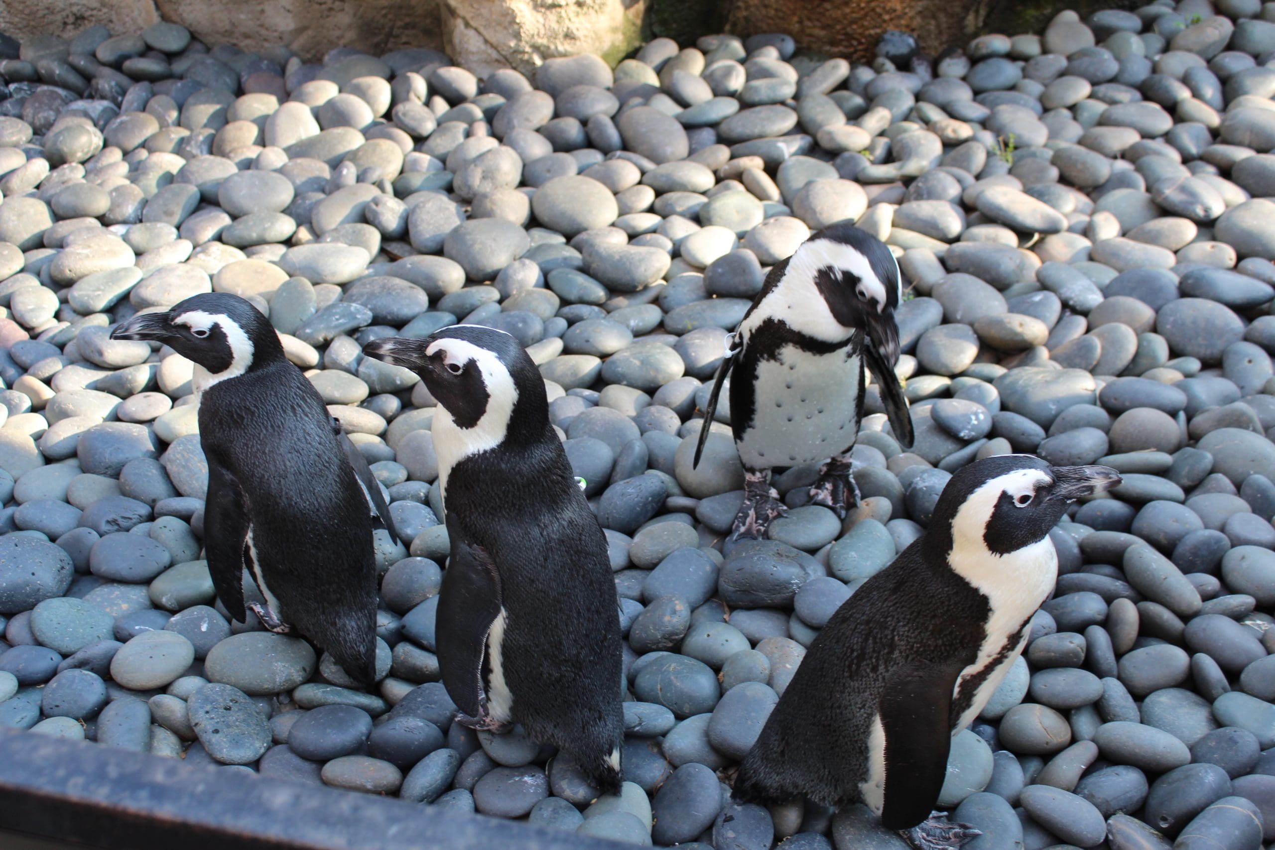 Penguin Behind the Scenes