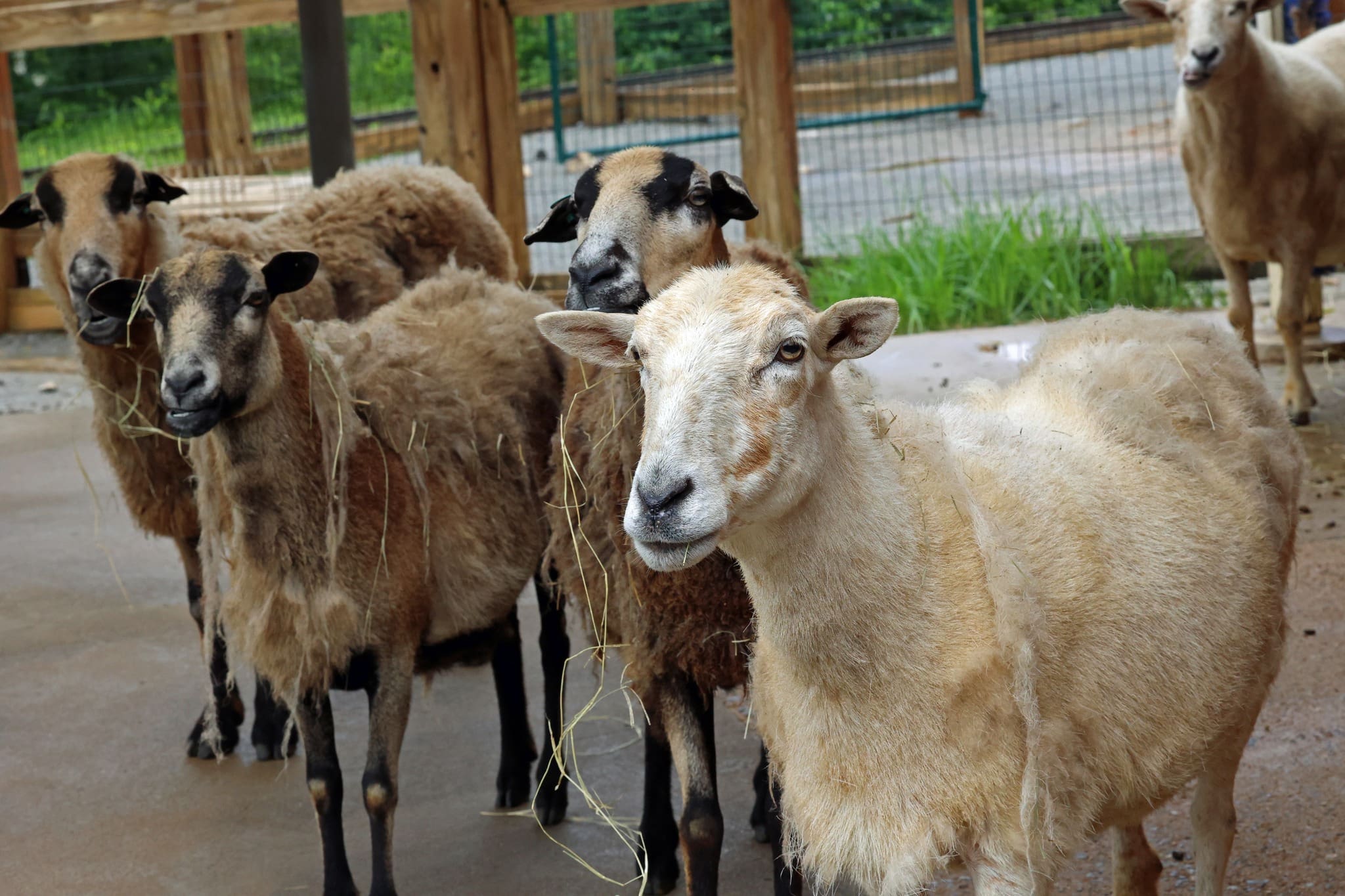 Goats at Heritage Farm