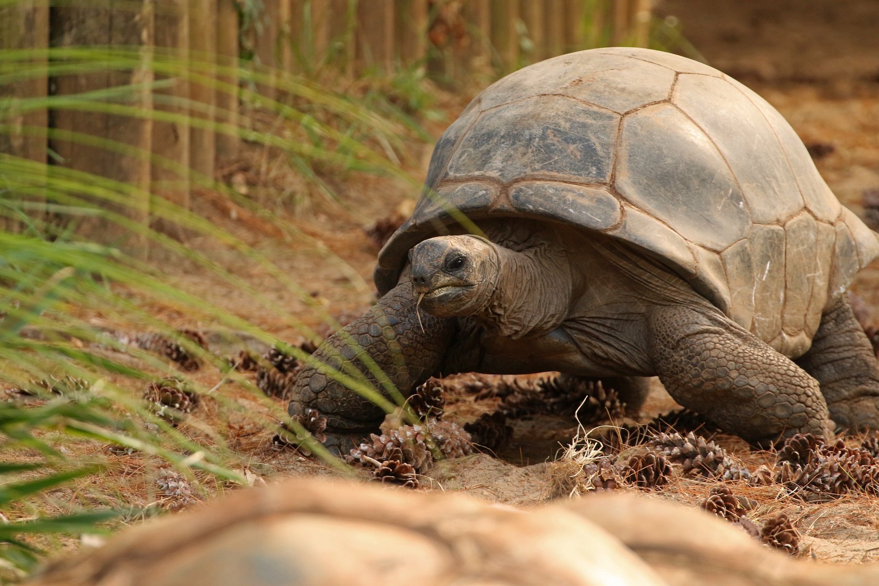 aldabra tortoise