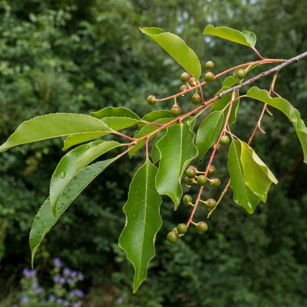 Project Zoo Rendering