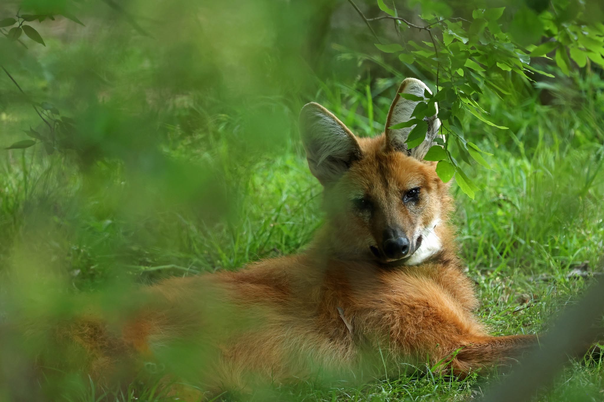 Animal Habitats